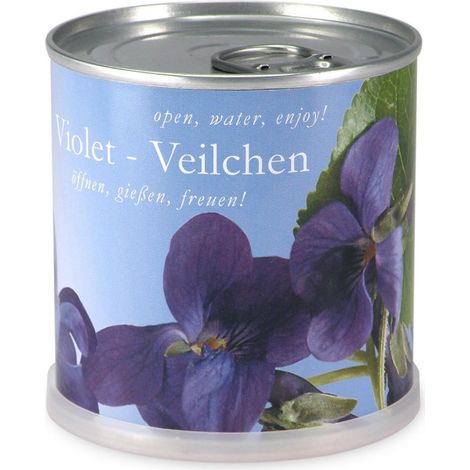 Violettes à faire pousser en boite