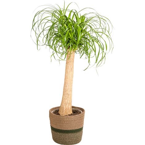 Beaucarnea Recurvata Pied d'Éléphant Plante d'Intérieur avec Tronc et Pot Ø24 cm Hauteur 80-100 cm - PANGIVO (1/5)