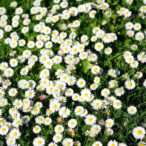 Graines De Marguerite - 4000 Unites - Pour Jardin Balcon Terrasse Serre - Floraison Avril A Octobre (1/5)