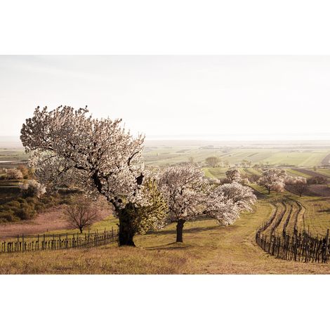 Tableau sur toile promenade 30x45 cm - Impression sur Toile Murale Décorative - Image imprimée en HD sur Toile - Toile sur Châssis en Bois FSC - Fabriqué en France (1/5)