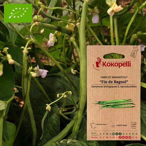 Haricot Fin de Bagnol- Graines bio à semer