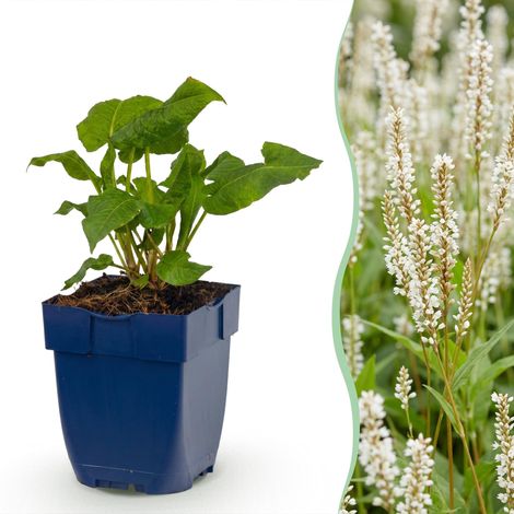 Persicaria amplexicaulis Alba - Renouée Plante Vivace de Jardin Fleurs Blanches - 1 Plant Pot 11cm - PANGIVO (1/5)