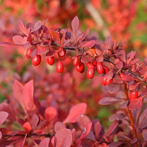 Épine-vinette à feuilles 'Atropurpurea' - 30-40 cm pot (1/4)
