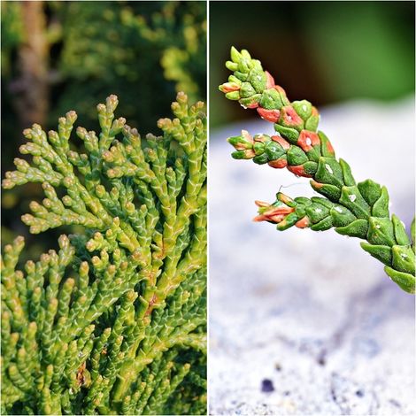 Semillas de Tuya de China. Thuja Orientalis. 50 Gramos