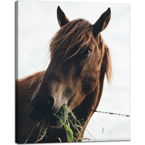 Stampa su tela Animali Testa di cavallo 40x50 cm Scuderia per cavalli