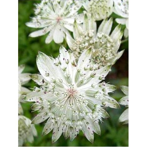 Grande Astrance 'Super Star'® Godet de 8/9 cm (1/3)