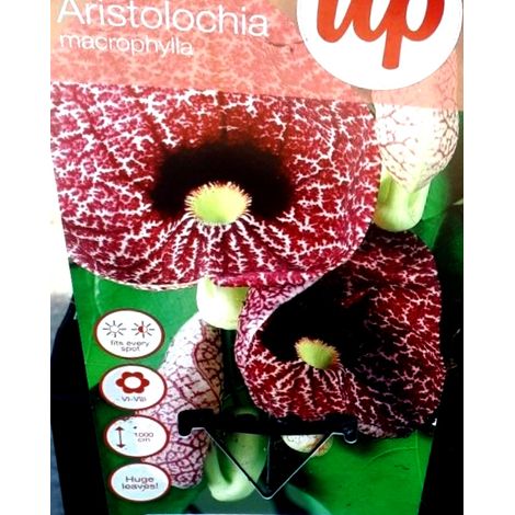 Planta Trepadora de Aristolochia Macrophila Durior. 25 - 30 Cm