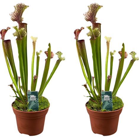 Sarracenia Judith Hindle Plante Carnivore Lot de 2 Pots Ø 12 cm Hauteur 30 cm - PANGIVO