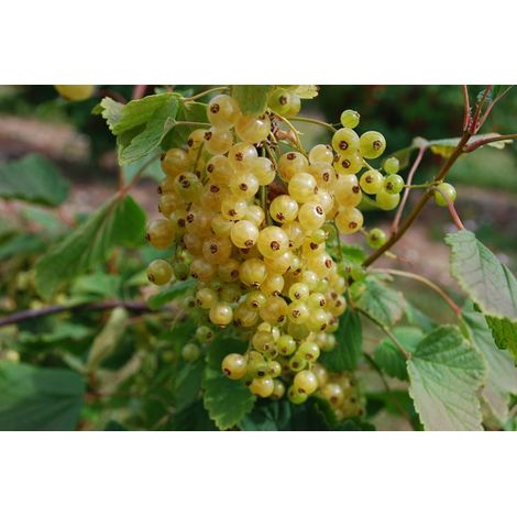 Pianta di Ribes Rubrum bianco vaso 18cm