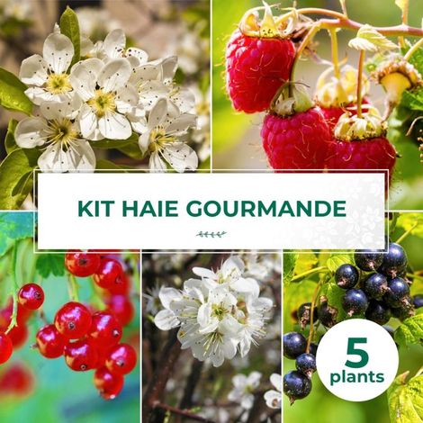 Haie Gourmande - 5 arbustes (1/2)
