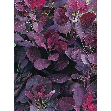 Arbre à perruque 'Lilla' Pot de 3L/4L (1/4)