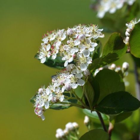 Aronie à feuilles d'arbousier 'Brilliant' (Aronia arbutifolia 'Brillant') (1/3)