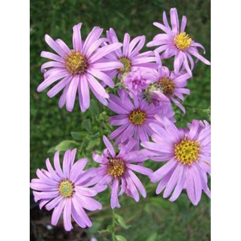 Oeil de Christ 'Rosa Erfüllung' Godet de 8/9 cm (1/4)
