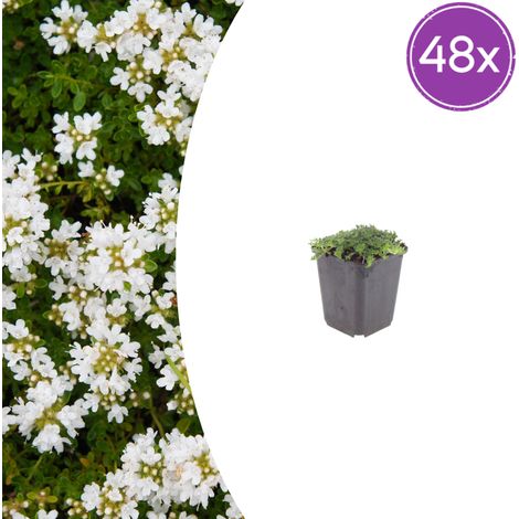 Lot de 48 Thymus praecox Albiflorus Couvre-sol Persistant Fleurs Blanches Pot Ø9cm - PANGIVO (1/5)