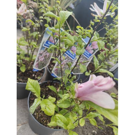 Pianta Magnolia 'George Henry Kern', vaso 23 foto reali (1/5)