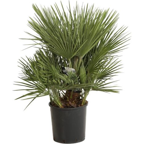 Palmier nain Chamaerops humilis Pot 10L (1/2)