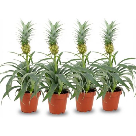 Lot de 4 Plantes d'Ananas Mi Amigo - Plante d'Intérieur Tropicale Ornementale - Ø 12 cm - 35-40 cm - PANGIVO (1/4)