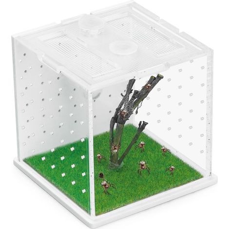 Zuchtbox für Springspinnen – 1 Stück – Transparentes Acryl – Mit Futteröffnung – Für kleine Terrarien (1/5)