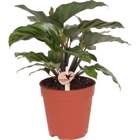Plante Verte d'Intérieur Calathea Dépolluante aux Motifs Uniques pour Salon et Bureau Pot Ø 9 cm - PANGIVO (1/3)