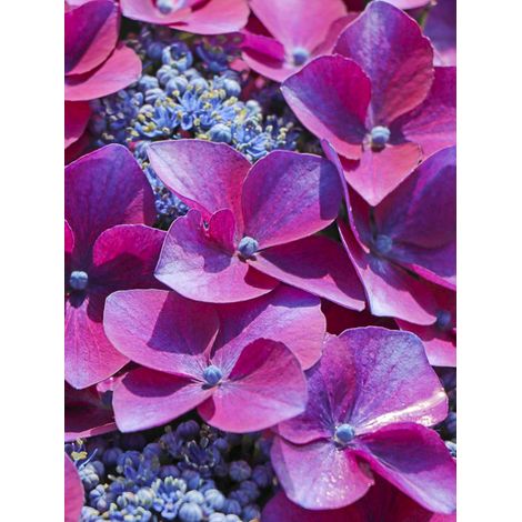 Hortensia 'Kardinal Violet' Pot de 2L/3L (1/2)