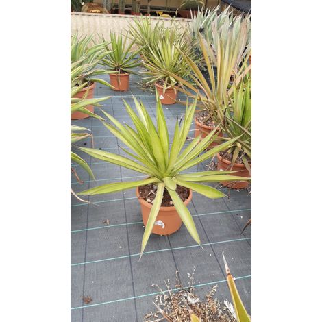 Agave