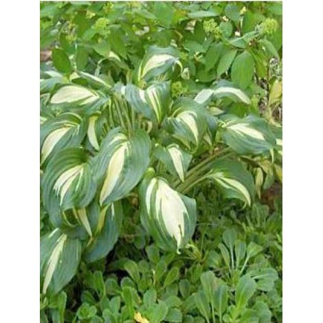 Hosta undulata 'Univittata' Godet de 8/9 cm