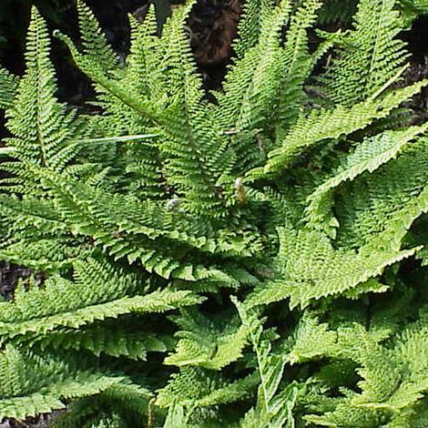 4 x Aspidie à cils raides - Polystichum setiferum  - godet 9x9