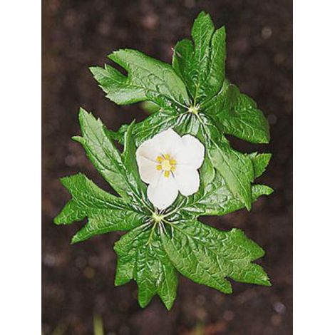 Podophylle pelté Godet de 8/9 cm (1/4)
