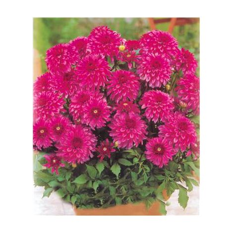 DAHLIA RENOIR - LE BULBE - Dahlia nain