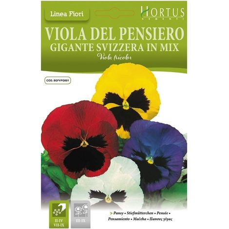 Violadel Pensiero Gigante Svizzera mix DB