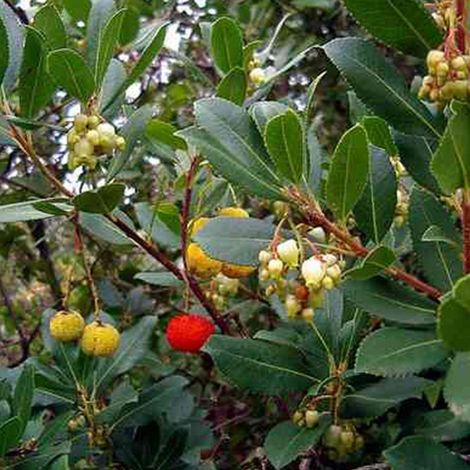 Arbousier, Arbre aux fraises Rubra/Pot de 7,5L (1/3)