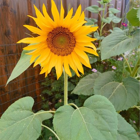 1000 Graines de Tournesol Géant Mammouth à Planter – Semences Heirloom Non OGM Haute Germination – Facile à Cultiver Jardin Extérieur (1/5)