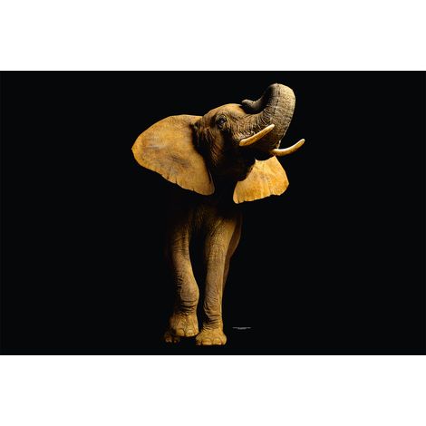 Papier peint panoramique moderne sur fond noir | Tapisserie panoramique éléphant trompe l'oeil | Papier peint panoramique animaux pour chambre - 267 x 400 cm (4 pièces) (1/2)