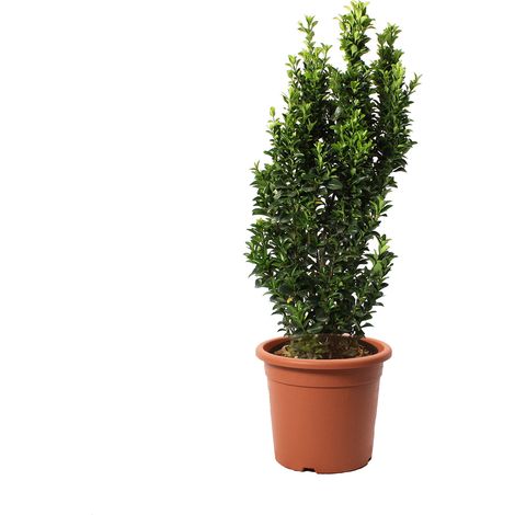 Euonymus Japonicus Benkomasaki - Evonimo Giapponese - Piante da Esterno da Siepe - H 60-80 cm Vaso Ø 24 cm (1/3)