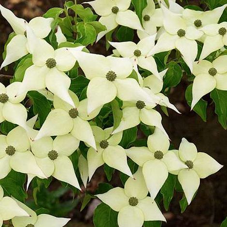 Cornouiller du Japon 'Chinensis' - 50-60 cm pot