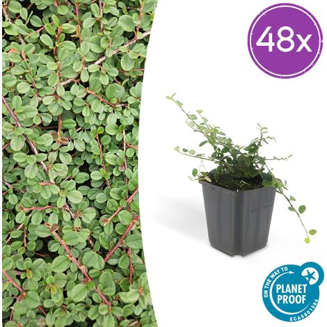 Lot de 48 Cotoneaster prostratus 'Queen of Carpets' Couvre-sol Vigoureux 10-25 cm Pot Ø 9 cm - PANGIVO (1/5)