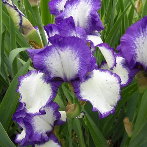 4 x Iris des jardins 'Loop The Loop' - godet 9x9 cm (1/5)