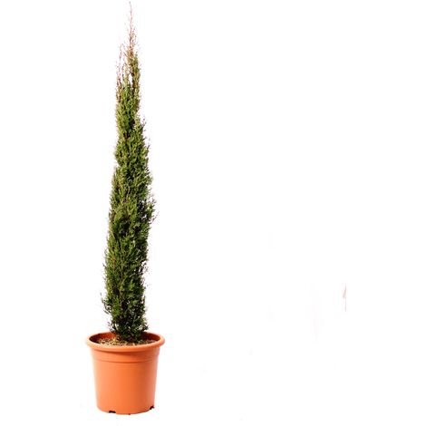 Cupressus Sempervirens Totem - Cipresso Pianta da Siepe Sempreverde - H 100/125 cm Vaso Ø 20 cm (1/3)