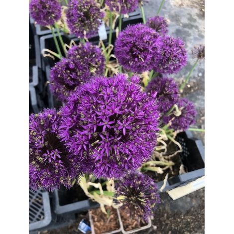 6 x Allium AFL. 'Purple sensation' - Oignon ornemental en pot 9x9 cm ALLIUM AFL.