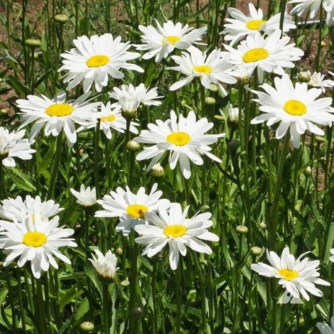 Graines de Marguerite 6000 – Pots et Conteneurs, Jardin et Balcon, Fleurs Blanches Ornementales (1/5)