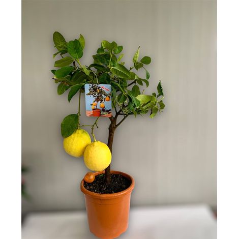 Pianta di Limone Imperiale, limone lipo ibrido tra limone e pompelmo foto reali
