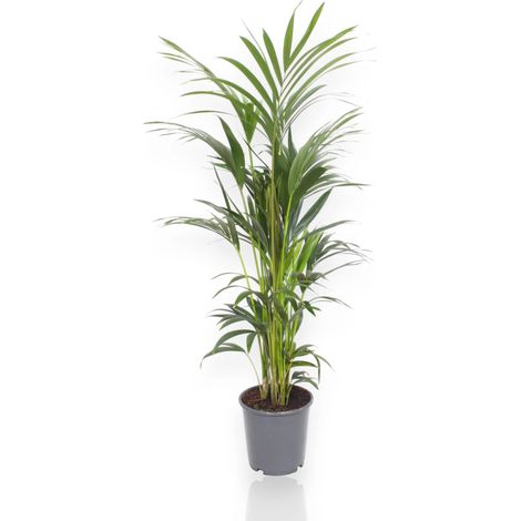 Gardenaria Howea forsteriana (Kentia) - Pianta da interno ornamentale - Altezza: 120 cm (vaso 21)