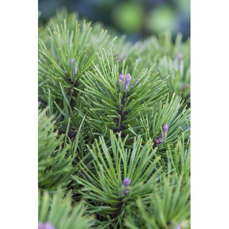 Blaue Pummelkiefer 'Glauca' Pinus pumila 'Glauca' C 2 15- 20