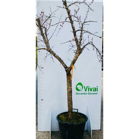 PIANTA DI MELOGRANO MOLLAR (SENZA SEMI) apireno altezza cm 180/190cm in mastello
