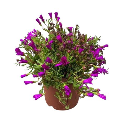 Lampranthus