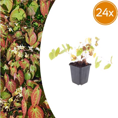 Lot de 24 Epimedium youngianum Niveum - Fleur des Elfes Couvre-sol Ombre - Blanc - Pot Ø9cm - PANGIVO (1/5)
