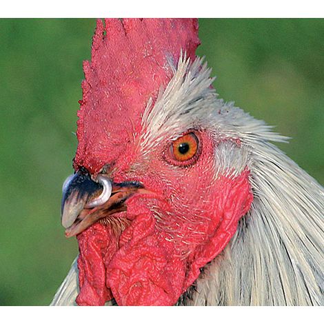 Anillas antipicaje para perdices o gallinas y faisanes jóvenes (Bolsa de 100 Unidades) - Tamaño pequeño (1,5 cm)