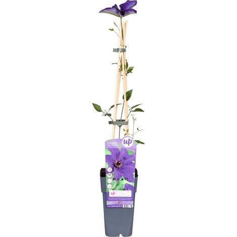 Clématite  - Clematis 'The President'  - 50-60 cm pot (1/5)