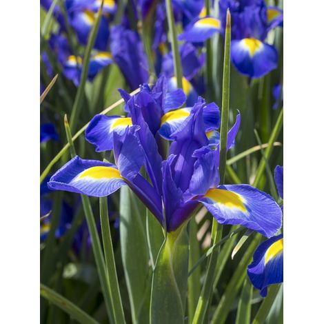 Iris de Hollande 'Blue Magic' Bulbe calibre 8/9 (par 15)