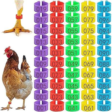 Confezione da 100 braccialetti colorati numerati per zampe di pollo, diametro interno 20 mm, per pollame. (1/5)